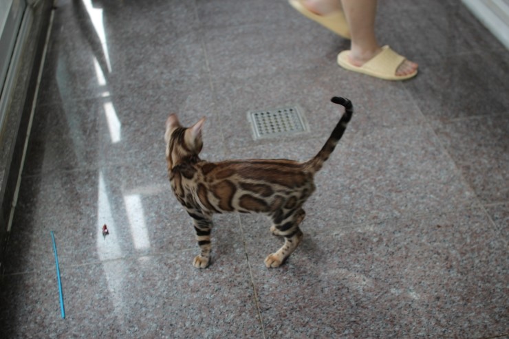 브라운 뱅갈고양이 남아 크리스티안 입니다~ 관련 이미지 2