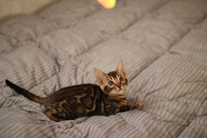 분양중인 뱅갈고양이 장군이 성장 모습~ 관련 이미지 13