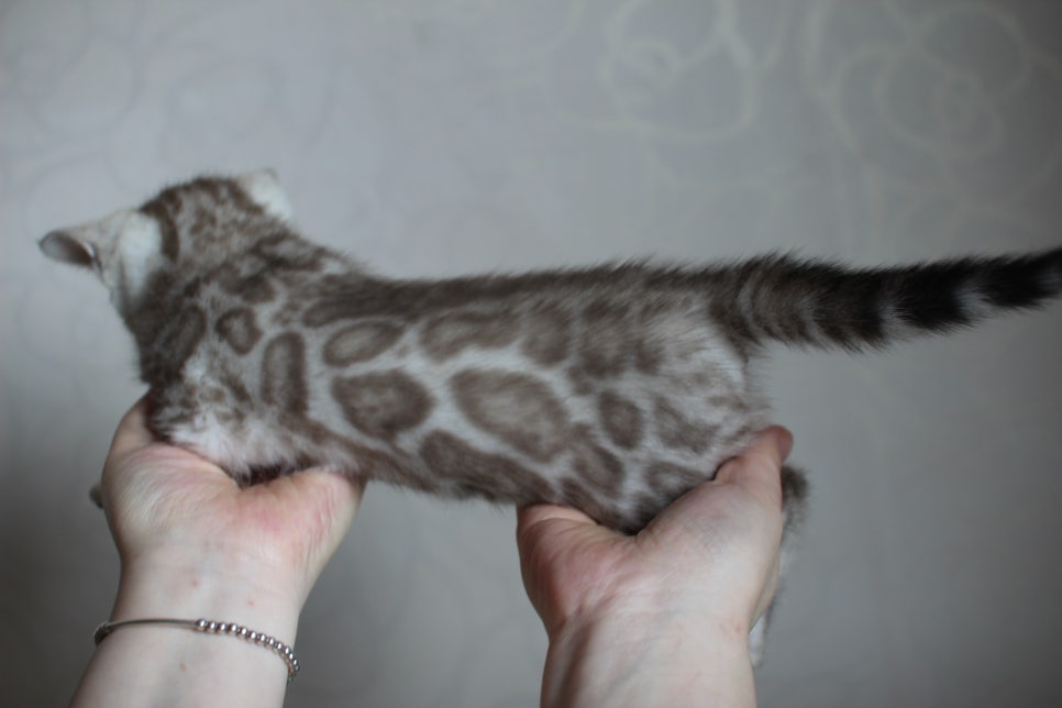 뱅갈고양이 분양은 순수혈통에 아이로 입양하세요~ 관련 이미지 16