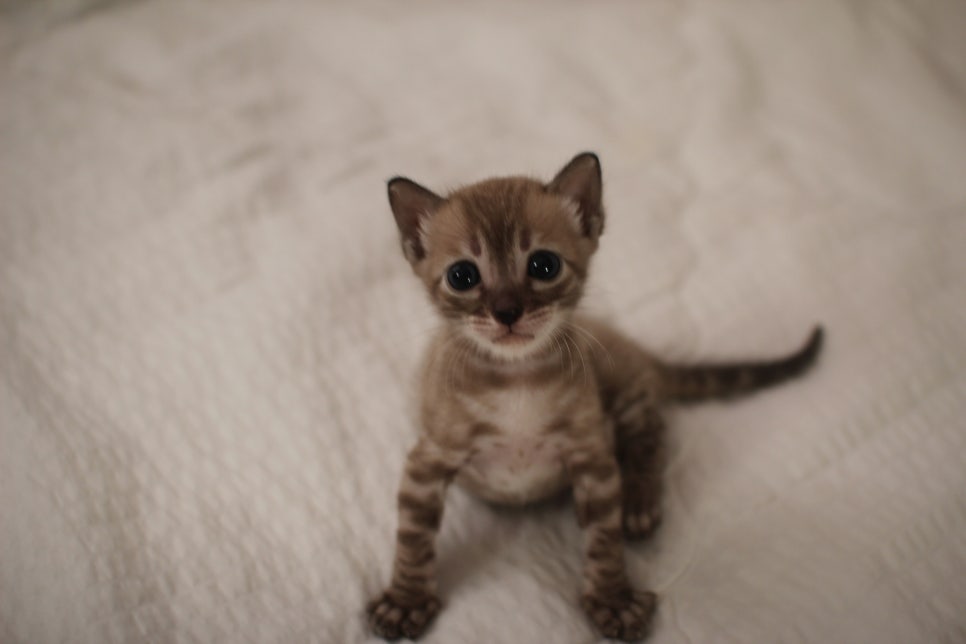 밍크차콜 뱅갈고양이 남아에요~ 관련 이미지 5