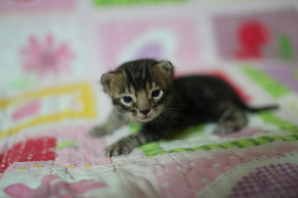 예약된 브라운 뱅갈고양이 남아에요~ 관련 이미지 11