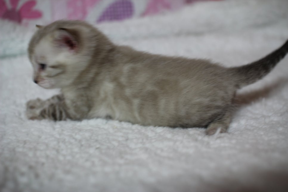 어메이징 스노우 뱅갈고양이 남아 많이 컸어요~ 관련 이미지 3