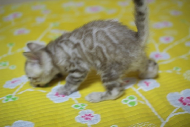 실밍크 뱅갈고양이 형과 아우에요~ 관련 이미지 3
