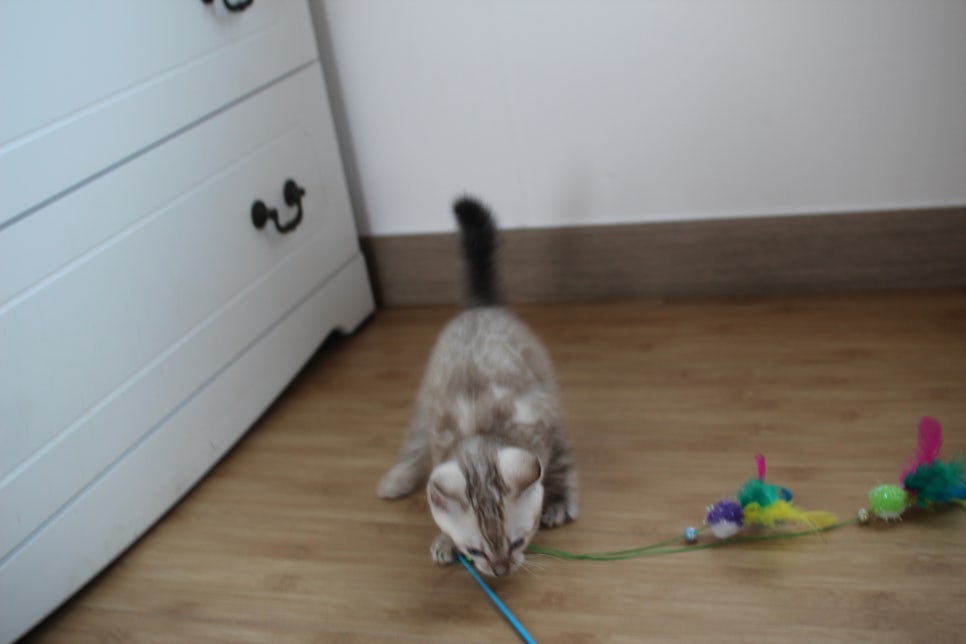 스노우뱅갈고양이 꼬맹이 신났네 신났어 관련 이미지 15