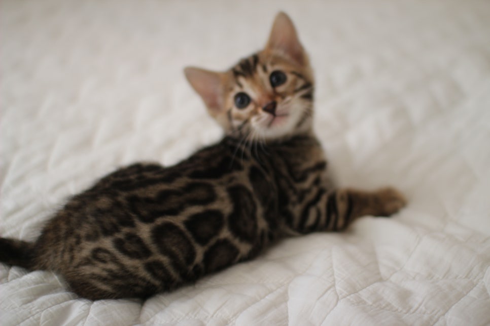 분양중인 뱅갈고양이 브라운 남아,스노우 여아예요~ 관련 이미지 1