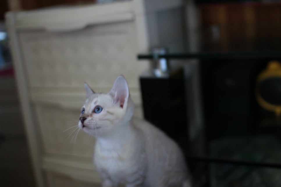 뱅갈고양이분양 매혹적인 파란눈 스노우 아이들. 관련 이미지 2