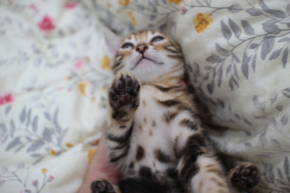 순종적인 성격에 브라운 뱅갈고양이 남아 분양해요~ 관련 이미지 9