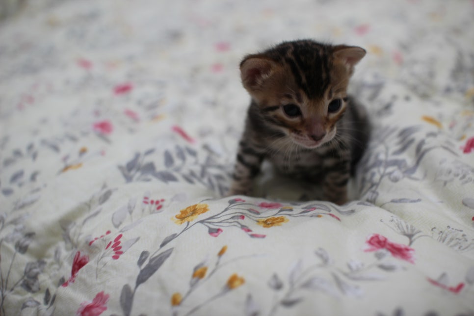 브라운 뱅갈고양이 꽃미묘 꼬맹이들~ 관련 이미지 9