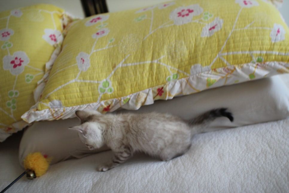 스노우뱅갈고양이 남아,여아 분양해요~ 관련 이미지 6