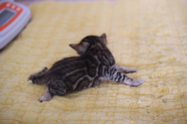 뱅갈고양이 꼬맹이 예약된 여아~ 관련 이미지 2