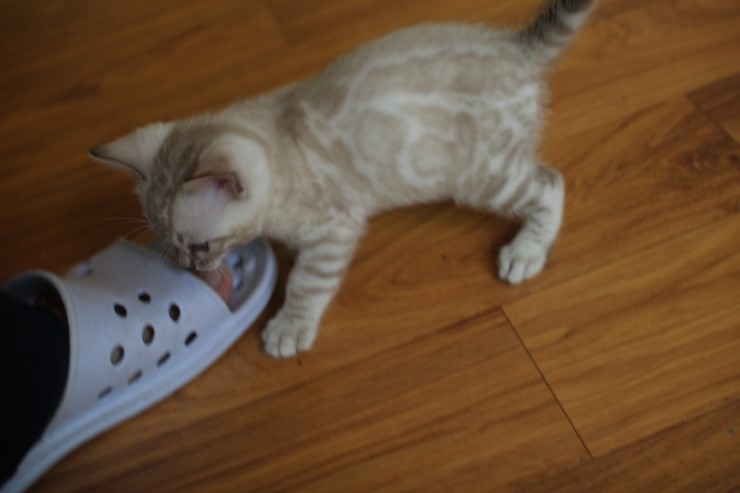 스노우 뱅갈고양이 밍돌이와 키퍼 여아~ 관련 이미지 2