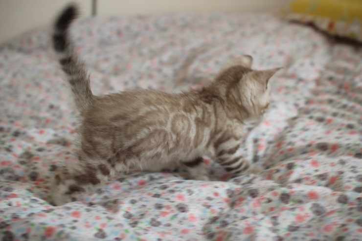 실밍크 뱅갈고양이 꼬맹이 남아에요~~ 관련 이미지 5