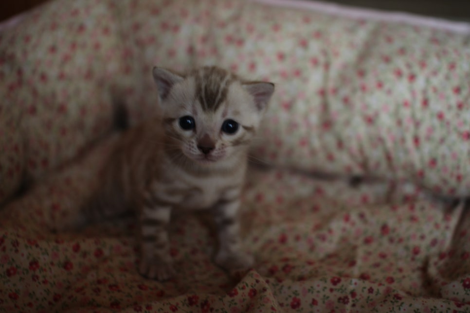 스노우뱅갈고양이 꼬맹이들은 사랑이죠! 관련 이미지 11