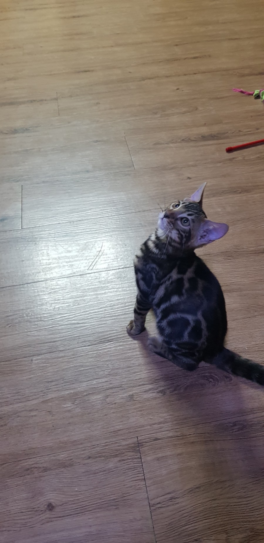 브라운 뱅갈고양이 분양중인 여아예요~~ 관련 이미지 4