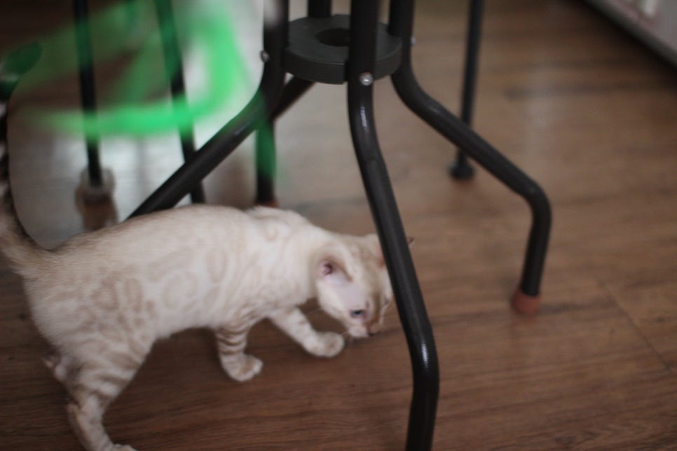 스노우뱅갈고양이 덩치 큰 여아예요~ 관련 이미지 8