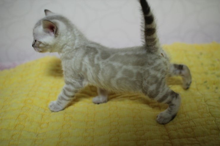 스노우 뱅갈고양이 밍돌이~ 관련 이미지 1