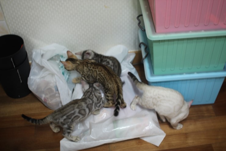 뱅갈고양이 말썽쟁이 녀석들~ 관련 이미지 14