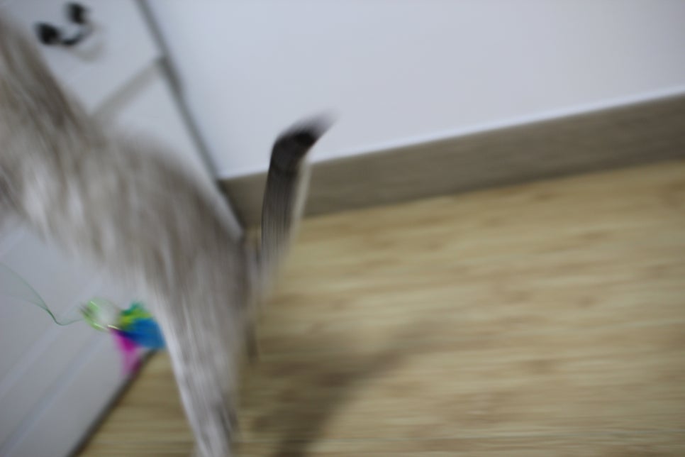 실밍크 뱅갈고양이 키퍼 여아 재롱 관련 이미지 3