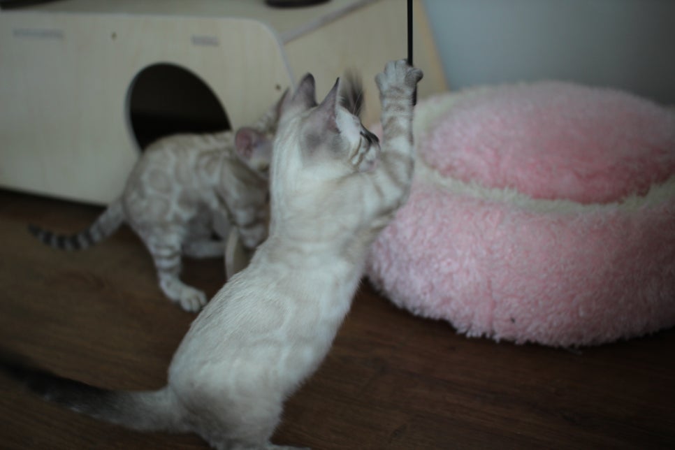 완전 강아지 같은 링스차콜 뱅갈고양이 남아 분양해여~ 관련 이미지 21