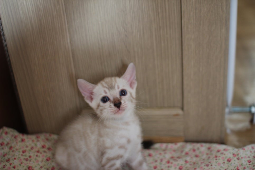 스노우뱅갈고양이 여아 분양해요~ 관련 이미지 6