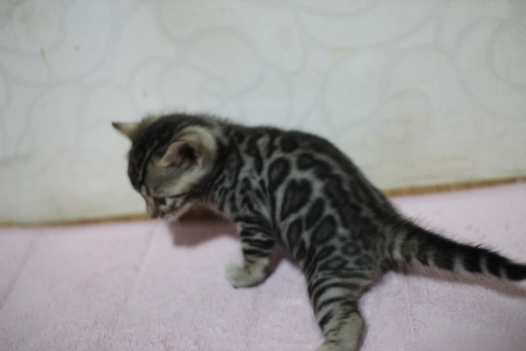 뱅갈고양이 자매 아이들 많이 컸어요~ 관련 이미지 3