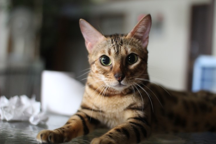 뱅갈고양이 아이들 일상... 관련 이미지 1