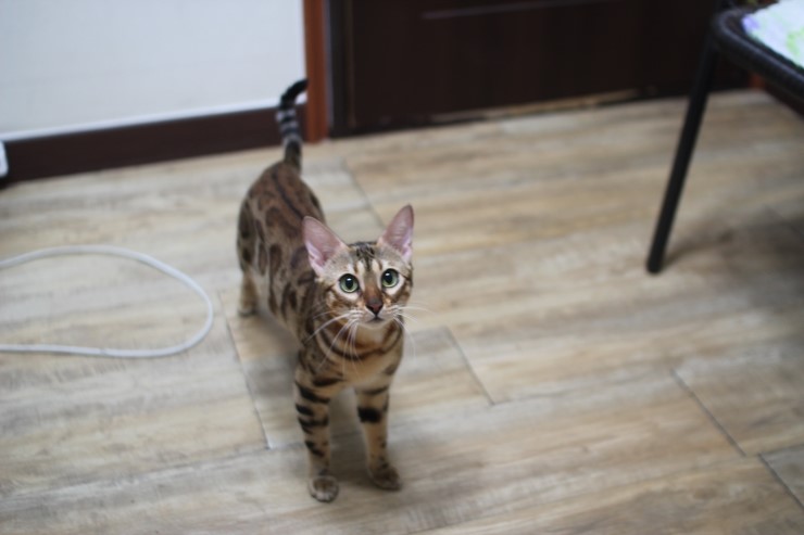 뱅갈고양이,뱅갈고양이 분양,오늘은 브라운 뱅갈아이들 입니다~~~~~~~ 관련 이미지 1