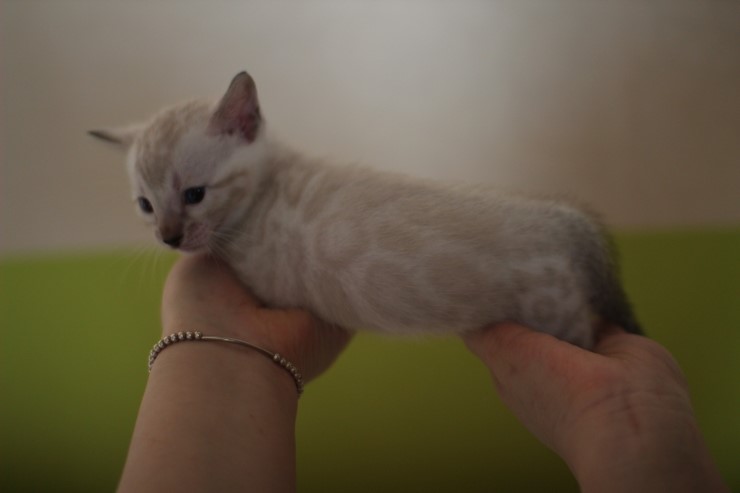 뱅갈고양이 분양 그냥 지나칠수 없을걸? 관련 이미지 15