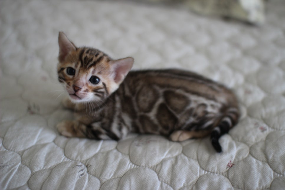 순둥이 뱅갈고양이 남아 분양해요~ 관련 이미지 3