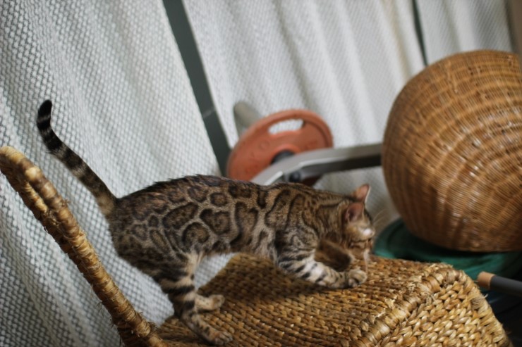 뱅갈고양이 여아 리엔과 영웅이예요~ 관련 이미지 3