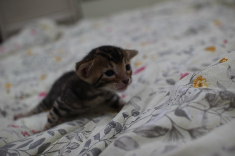 브라운 뱅갈고양이 꽃미묘 꼬맹이들~ 관련 이미지 7