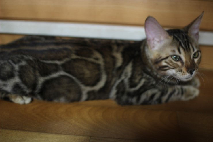 soyu "peace" 관련 이미지 2