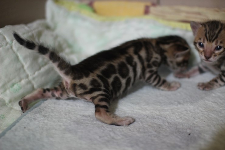 뱅갈고양이,뱅갈고양이 분양 여아 두아이 예약 분양 합니다~ 관련 이미지 2