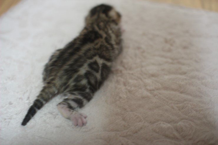 뱅갈고양이 예약된 여아예요~ 관련 이미지 1