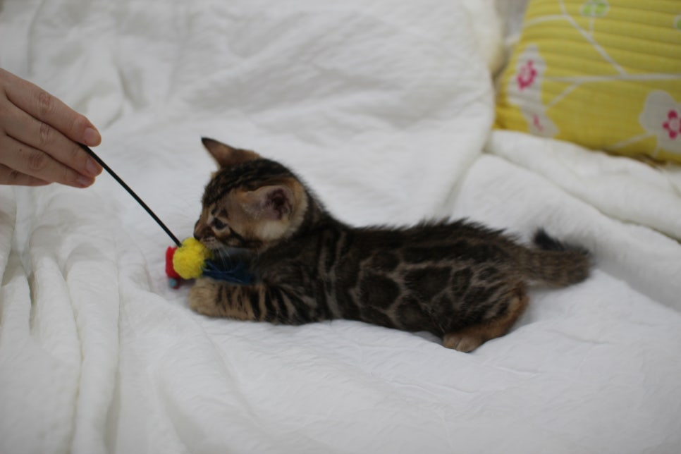 순둥이 개냥이 뱅갈고양이 남아5 분양해요~ 관련 이미지 7