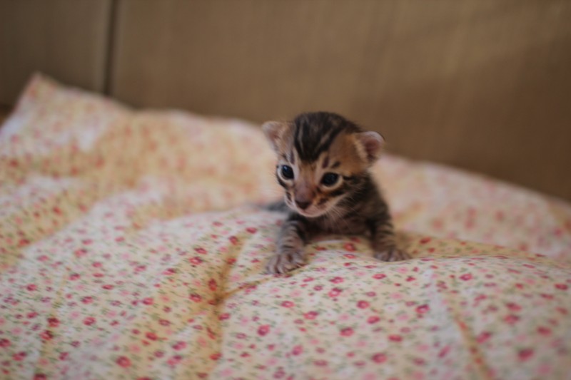 브라운 뱅갈고양이 남아 분양해요~ 관련 이미지 3