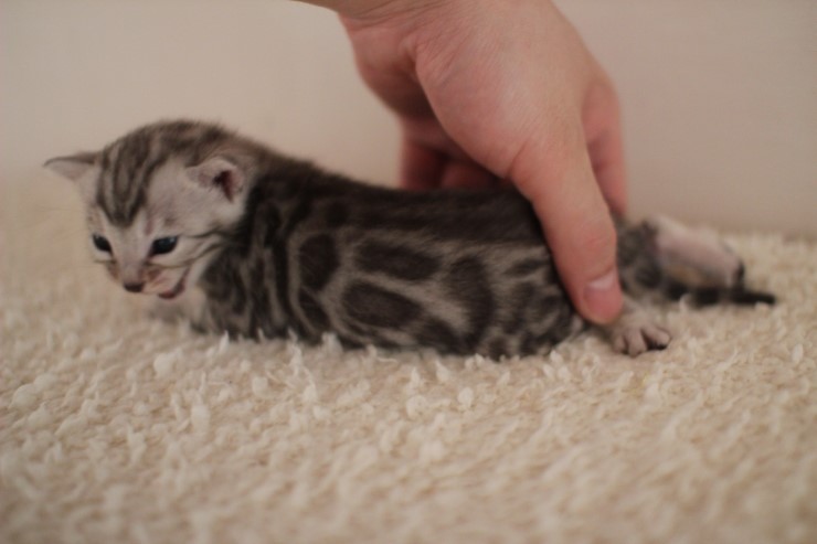 클라우드 로젯 실버 뱅갈고양이 남아예요~ 관련 이미지 10