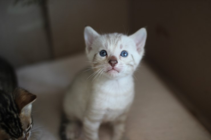 뱅갈고양이 꼬맹이들 단체샷~ 관련 이미지 3