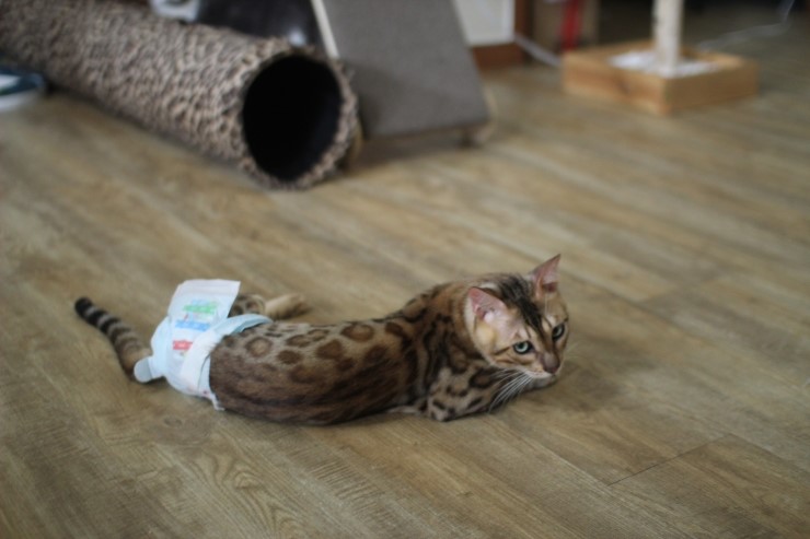 뱅갈고양이 아이들 일상~~~ 관련 이미지 5