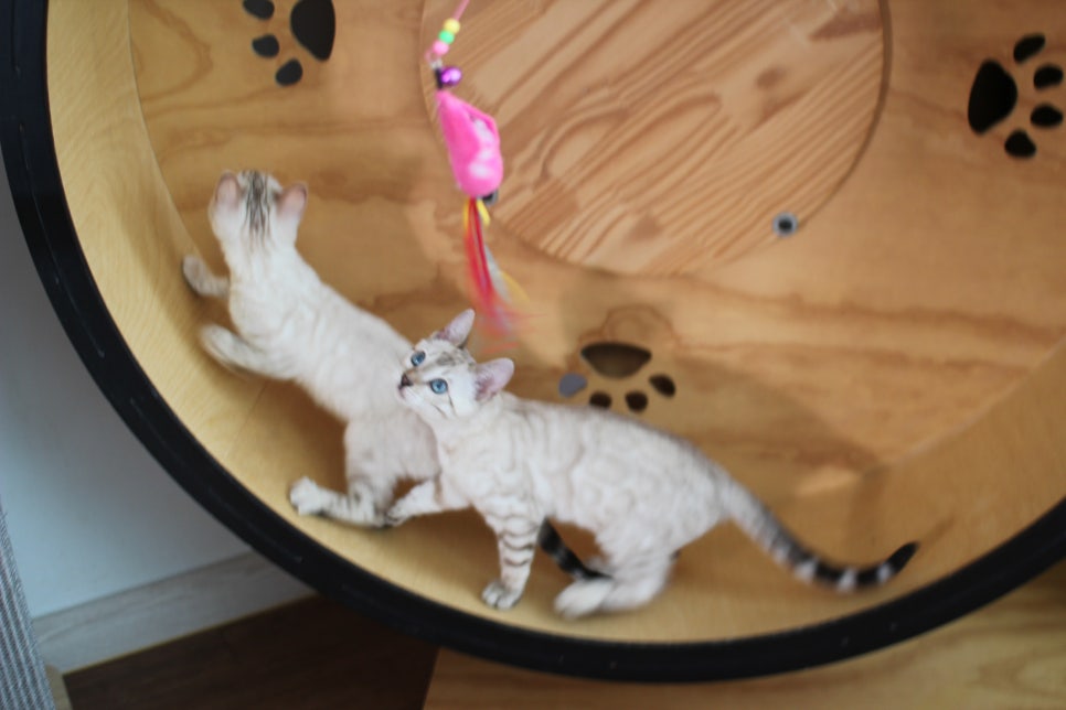 분양중인 스노우뱅갈고양이 남매예요~ 관련 이미지 5