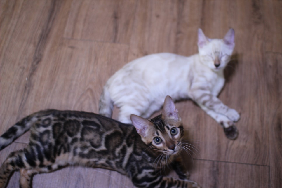 개냥이 뱅갈고양이들 분양합니다~ 관련 이미지 5