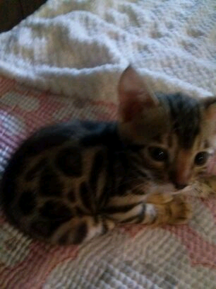 뱅갈 막둥이.. 관련 이미지 2