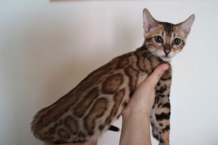붉은빛이 감도는 뱅갈고양이 키퍼여아 세라 입니다 관련 이미지 3