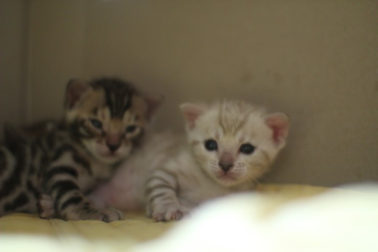 스노우 뱅갈고양이 밍크 키퍼 여아~ 관련 이미지 10