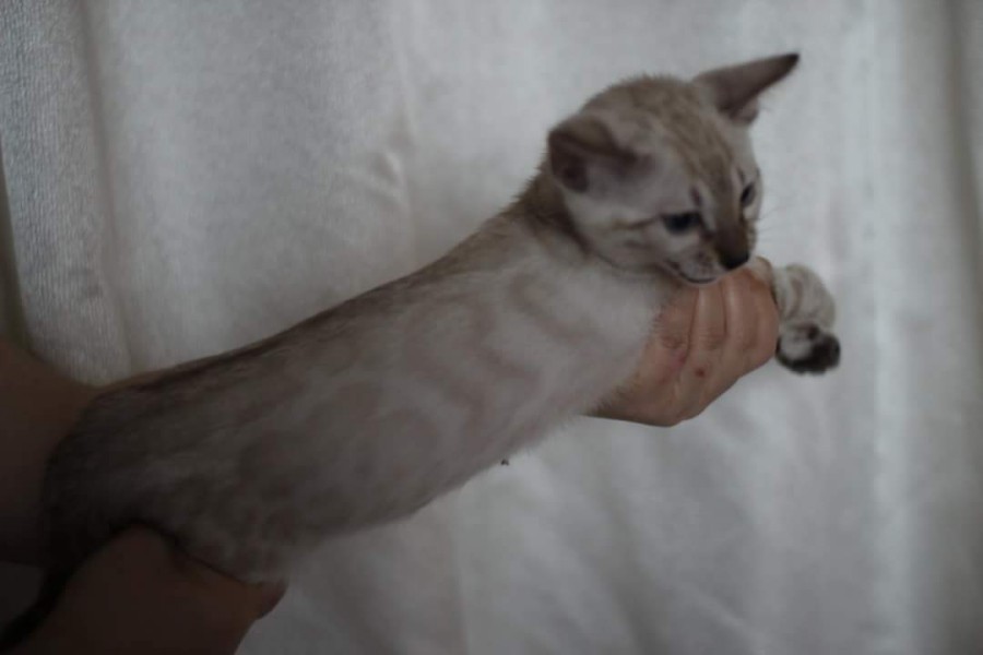 스노우뱅갈고양이 분양 소유캐터리로 오세요! 관련 이미지 13