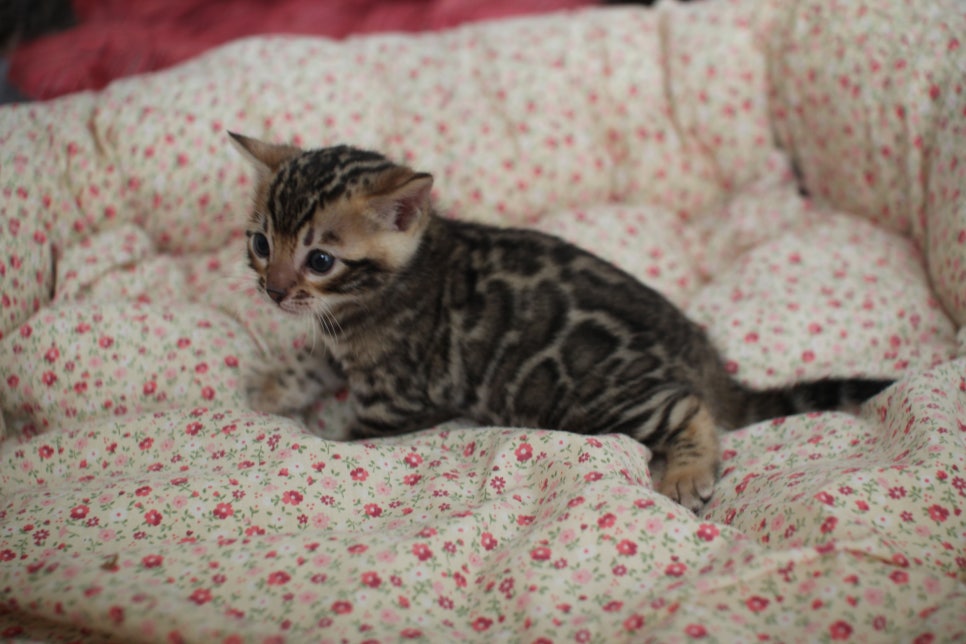 브라운 뱅갈고양이 남아 분양 합니다~ 관련 이미지 7