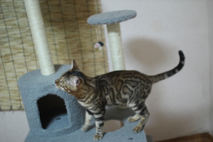 뱅갈고양이 장고 신났네요 ㅎㅎㅎ 관련 이미지 11