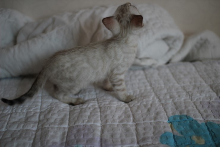 스노우 뱅갈고양이 남아 분양해요~ 관련 이미지 1