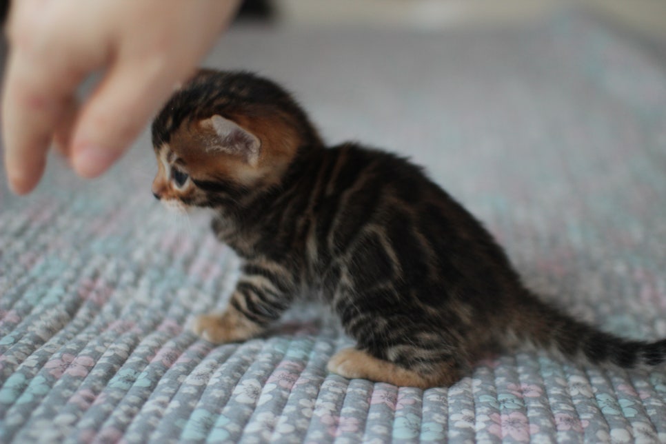 뱅갈고양이분양 동화속에 나오는 아이들! 관련 이미지 27
