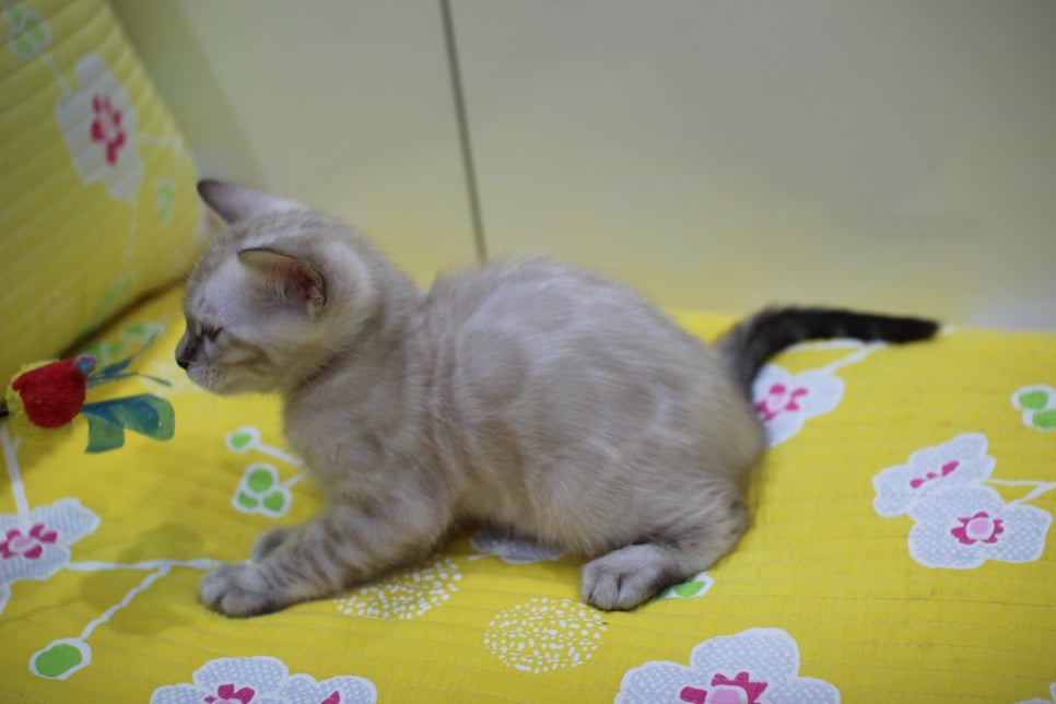 엄청난 순둥이 스노우뱅갈고양이 남아 분양해요~ 관련 이미지 9